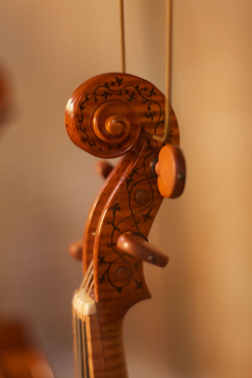 Riccio di violino